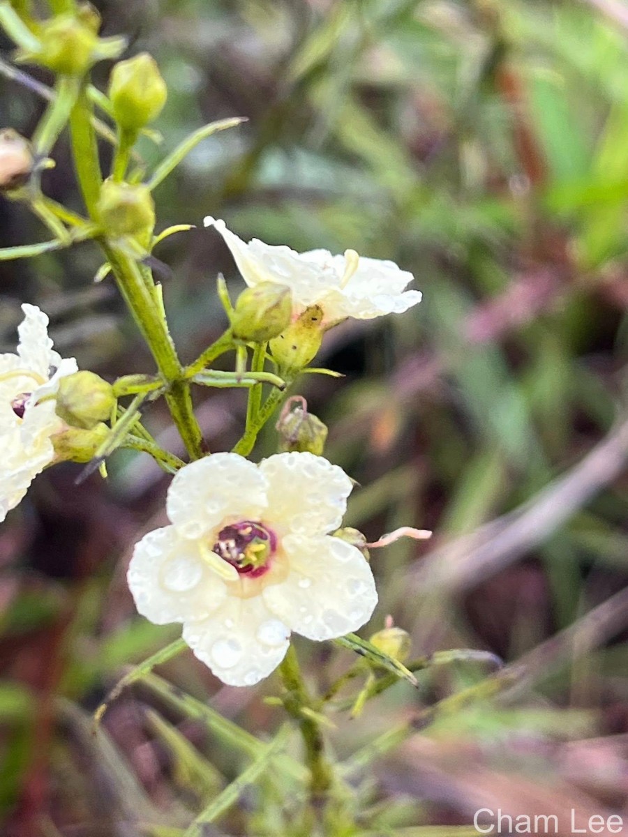 Sopubia trifida Buch.-Ham. ex D.Don